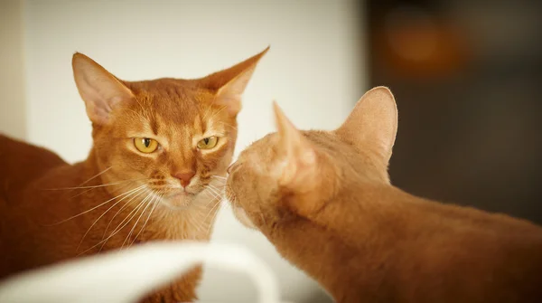 İki kırmızı kedi poz — Stok fotoğraf