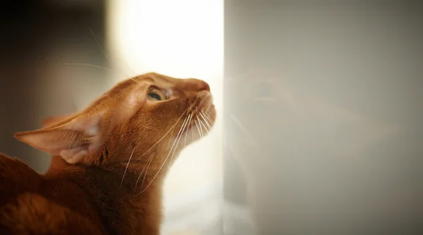 Gato vermelho pequeno bonito — Fotografia de Stock