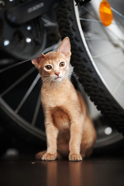 Gato vermelho pequeno bonito Imagens Royalty-Free