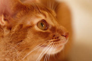 Sevimli kırmızı kedi poz