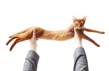 Tatlı kırmızı kedi oynuyor.