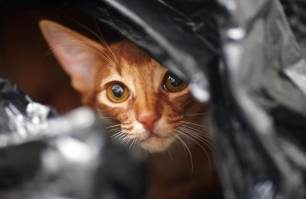 Carino gatto rosso in posa — Foto Stock