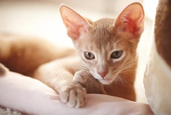 Süße rote Katze posiert — Stockfoto