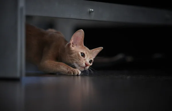 Niedliche rote Katze spielt — Stockfoto
