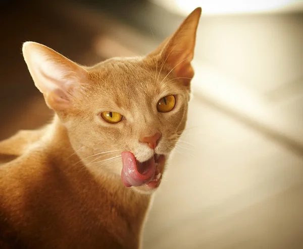 Süße rote Katze posiert — Stockfoto