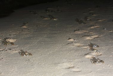 kum üzerine Yengeç