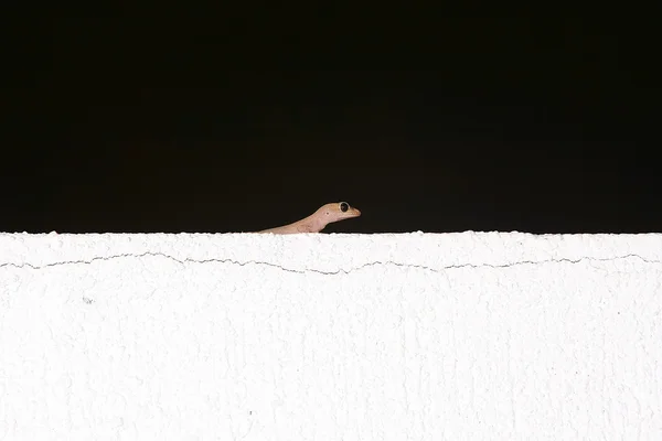 Lézard sur un sable — Photo