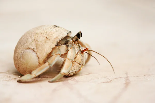 Schneckenkrebse auf einem Sand — Stockfoto