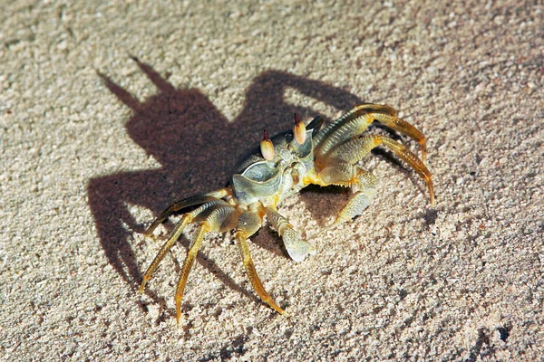 Crab on a sand — Stock Photo, Image