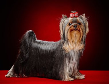 York küçük köpek