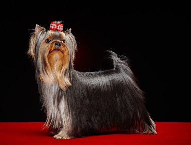 York küçük köpek