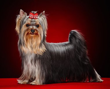 York küçük köpek