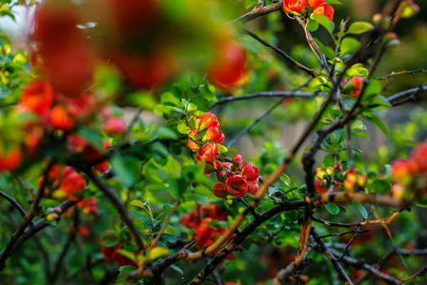 Wild tree's flowers — Stock Photo, Image