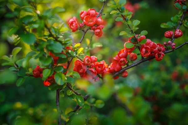 Close up image of tree flowers — Stock Photo, Image