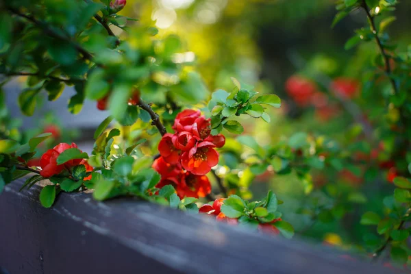 Kleurrijke bloemen — Stockfoto