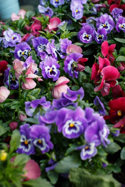 Colorful flowers — Stock Photo, Image