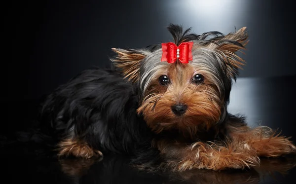 York small dog — Stock Photo, Image