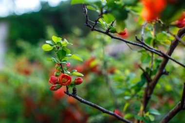 Renkli yabani ağaç çiçek.
