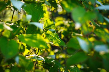 Renkli yabani ağaç çiçek.