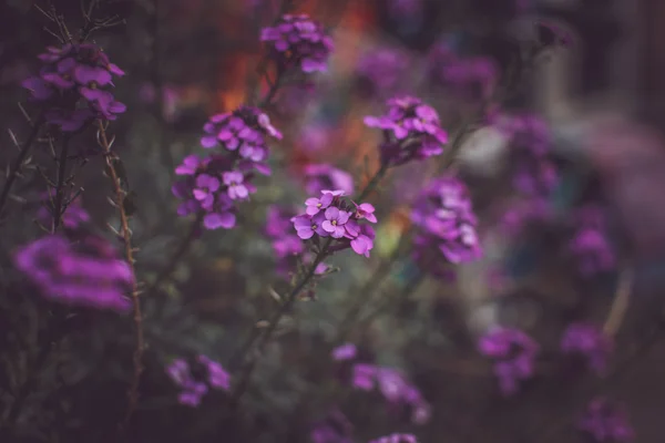 Colorful flowers background. — Stock Photo, Image