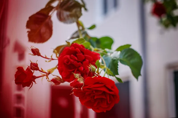 Bush of red roses. — Stock Photo, Image