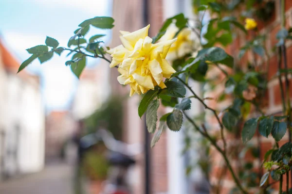 Yellow rose on the street. — Stock Photo, Image