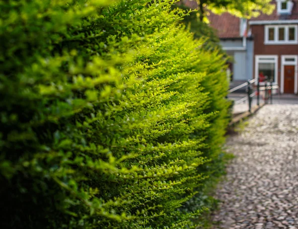 緑の茂み. — ストック写真