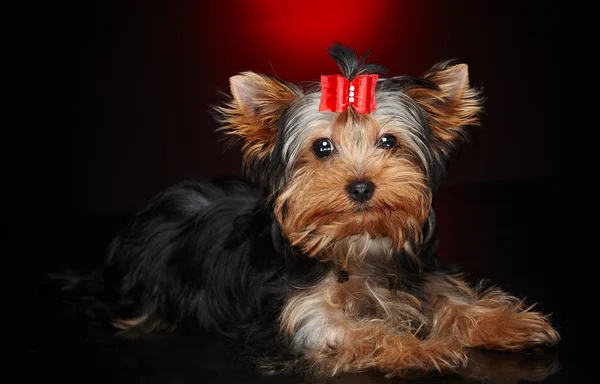 Cute little yorkie dog. — Stock Photo, Image