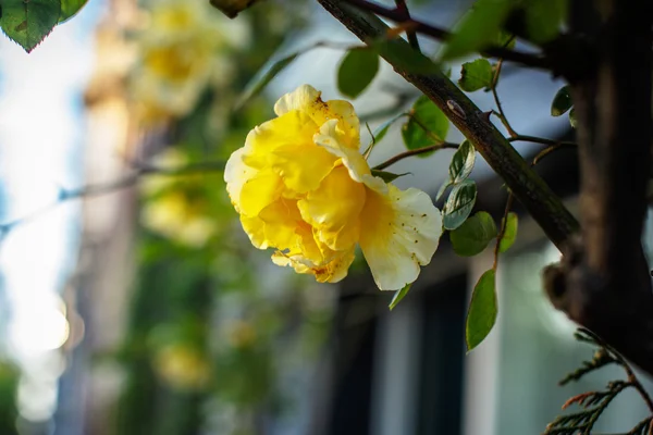 Gele rozen op straat — Stockfoto