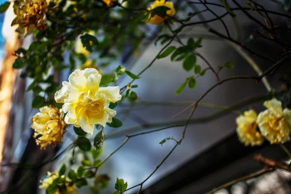 Gele rozen op straat — Stockfoto