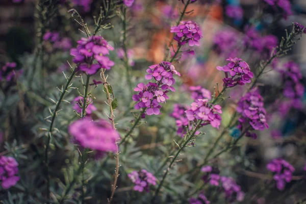 Paarse bloemen dicht — Stockfoto