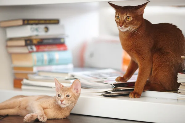 Två röda katter spelar — Stockfoto