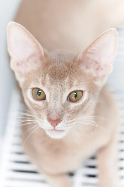 Retrato de gato rojo. —  Fotos de Stock