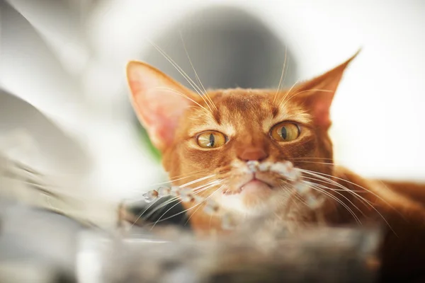 Ritratto di gatto rosso. — Foto Stock