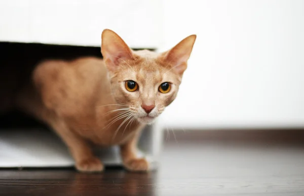 Retrato de gato vermelho. — Fotografia de Stock