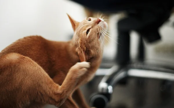 Porträtt av röd katt. — Stockfoto