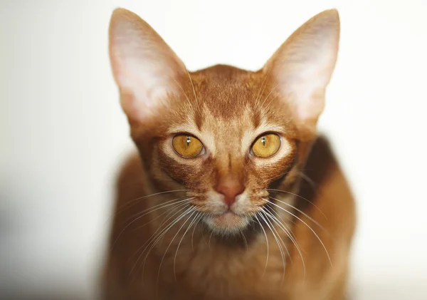 Retrato de gato vermelho. — Fotografia de Stock