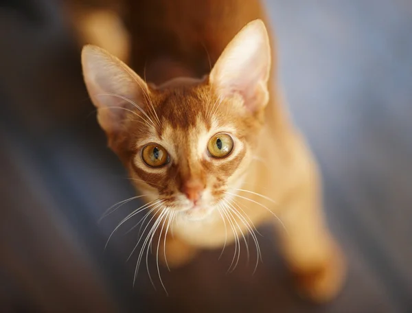 Portret czerwonego kota. — Zdjęcie stockowe