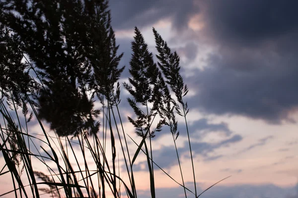 Sea grass over sunset sky — Stock Photo, Image