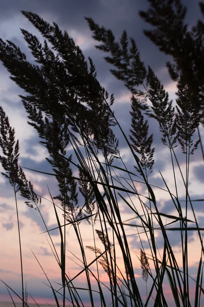 Sea grass over sunset sky — Stock Photo, Image