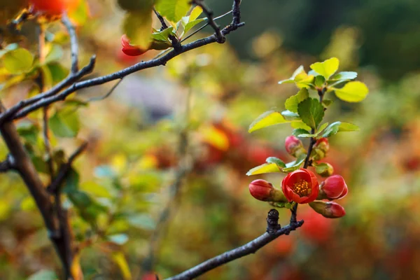 Kleurrijke wilde boom van bloemen. — Stockfoto