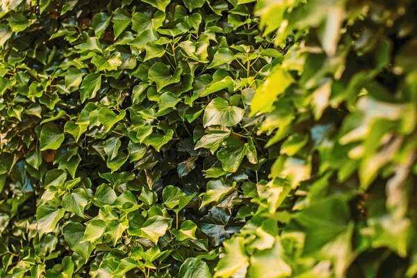 Groene struiken achtergrond — Stockfoto