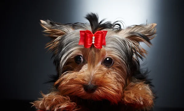 York puppy with red bow — Stock Photo, Image