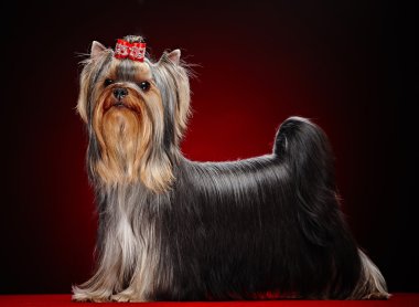 Kırmızı üzerinde poz York köpek