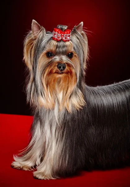 York dog posing over red — Stock Photo, Image