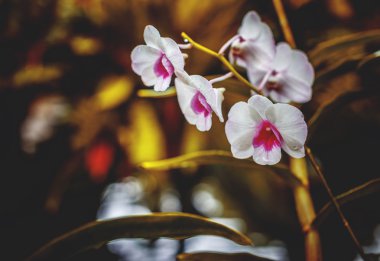 Beyaz Orkide Şubesi.