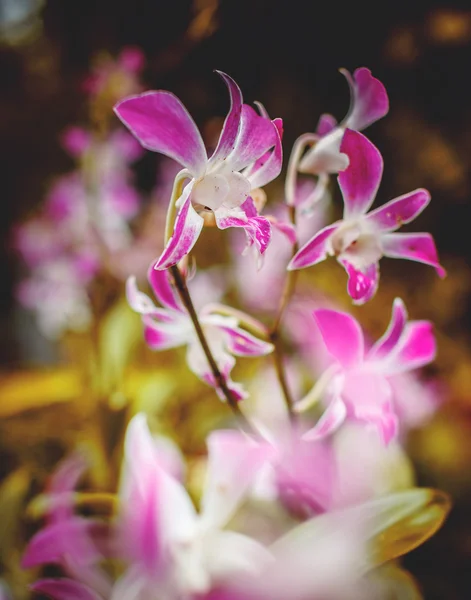 Orchidea rosa e bianca . — Foto Stock