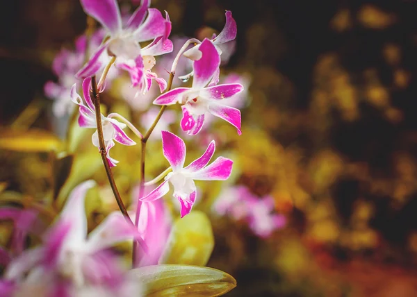 Rózsaszín és fehér orchidea. — Stock Fotó