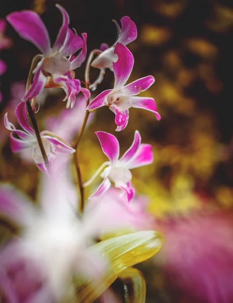 Pembe ve beyaz orkide. — Stok fotoğraf