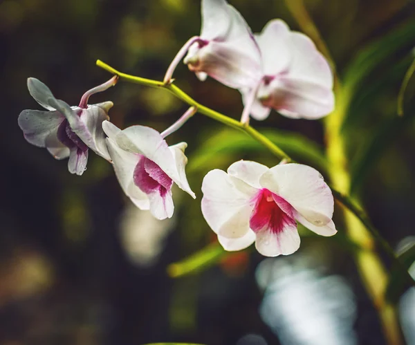 Ramo di orchidea bianca . — Foto Stock